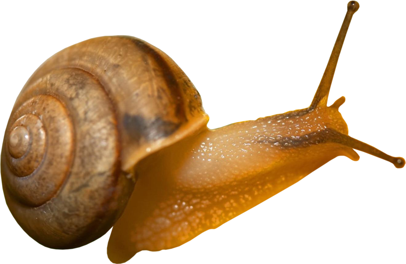 escargot