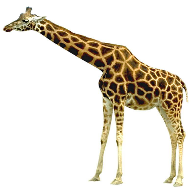 clipart real animals - photo #26
