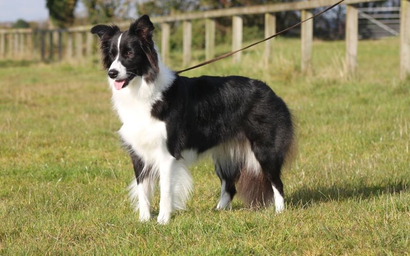 Border Collie