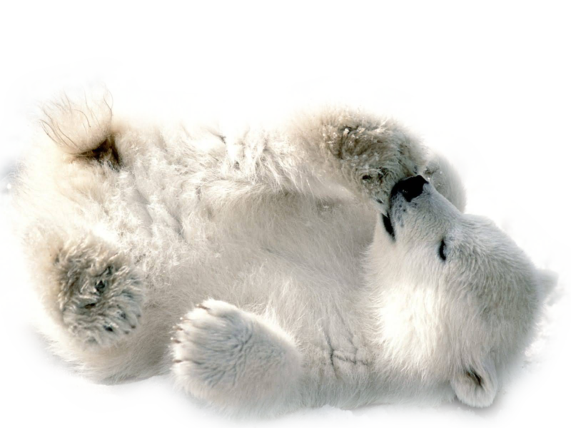 baby_polar_bear_by_pastelmm-d5st4ad_1.png