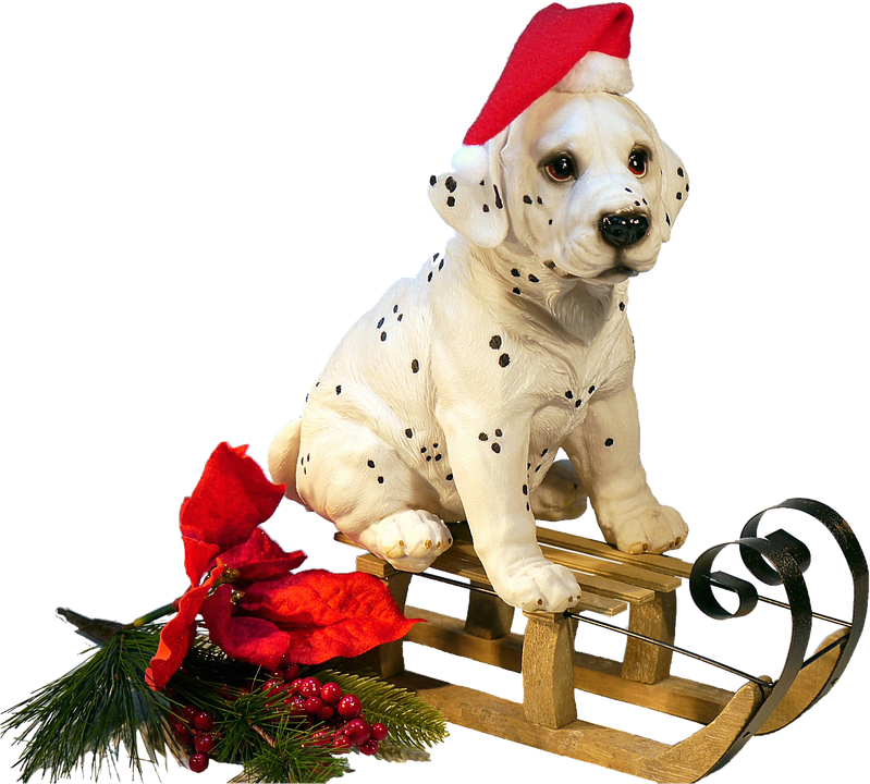 chien noel