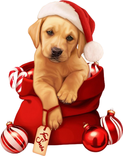 chien noel