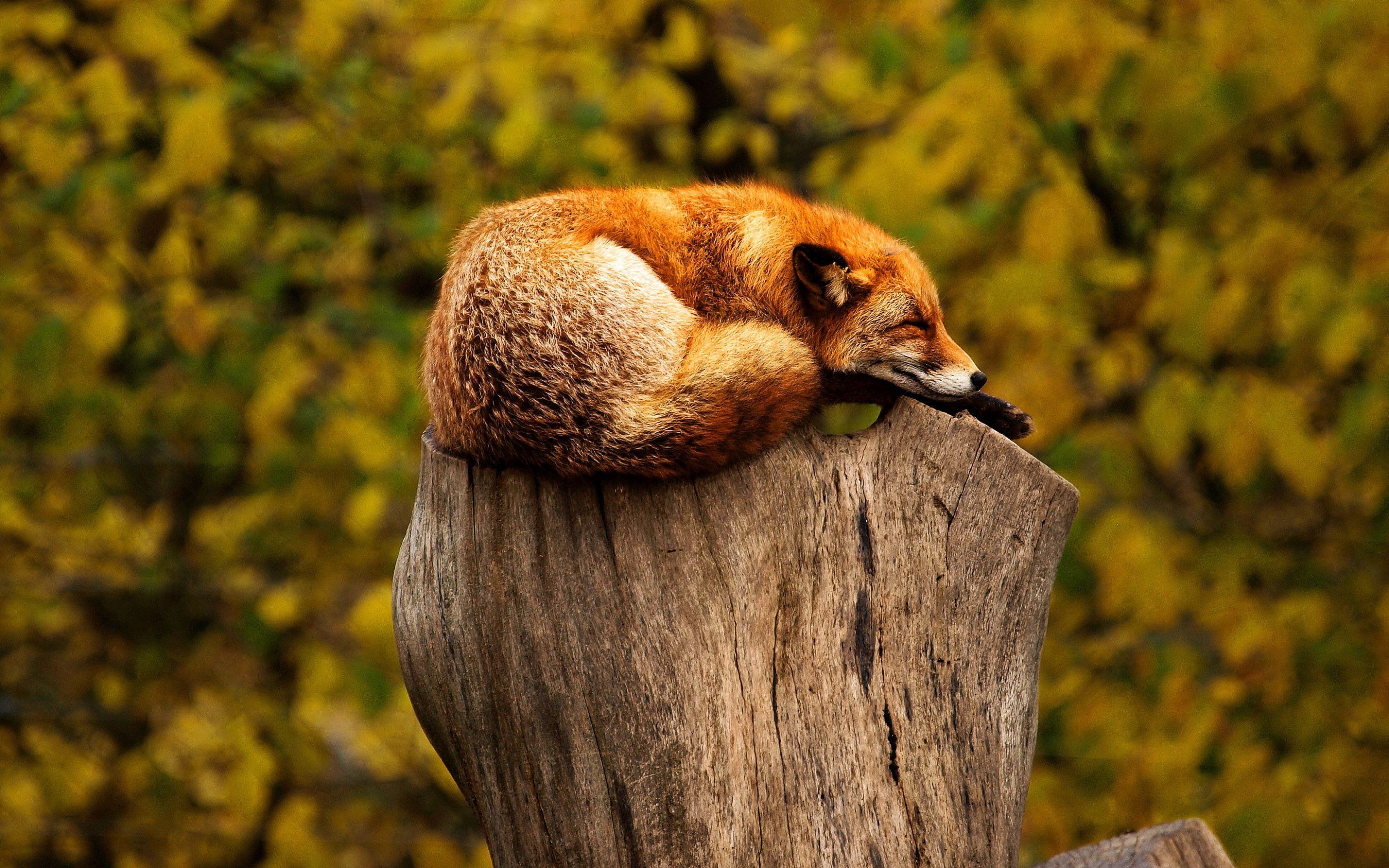 RENARD